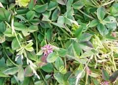 Trifolium resupinatum image