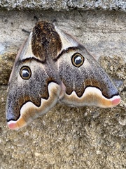 Polythysana cinerascens