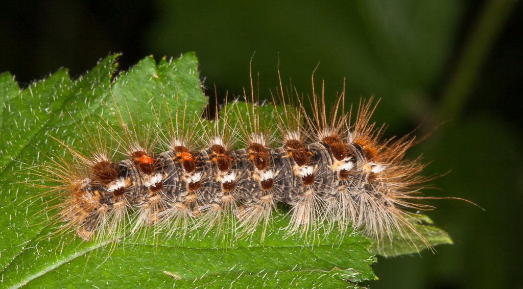 Brown-tail moth (Euproctis chrysorrhoea)
