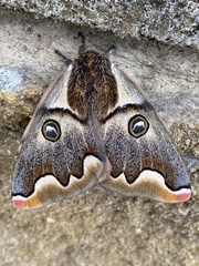 Polythysana cinerascens