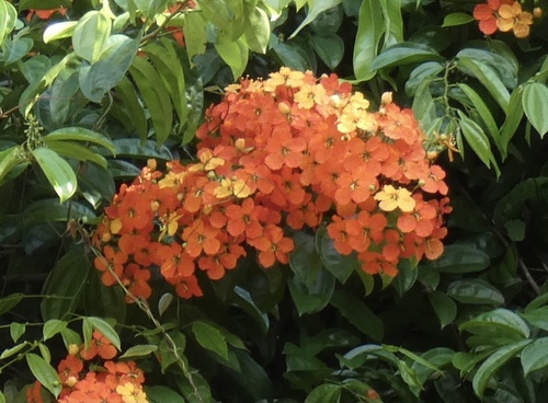 Phanera kockiana