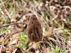 Morchella norvegiensis