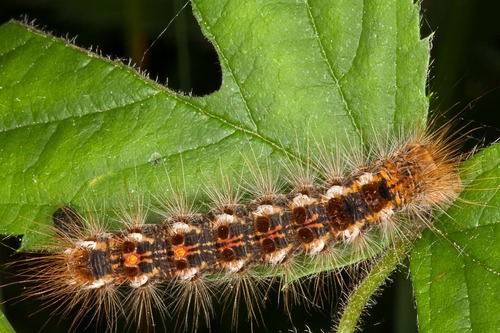 Brown-tail Moth
