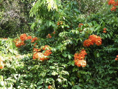 Phanera kockiana