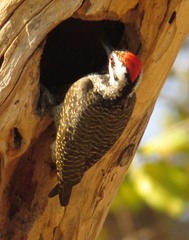 Chloropicus namaquus