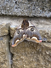 Polythysana cinerascens