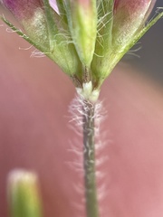 Trifolium bifidum decipiens