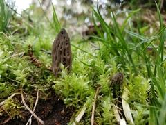 Morchella norvegiensis