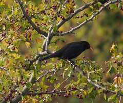 Turdus merula