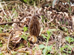Morchella norvegiensis