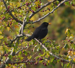 Turdus merula