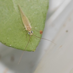 Caeciliusidae
