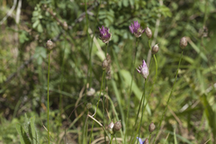 Allium barsczewskii