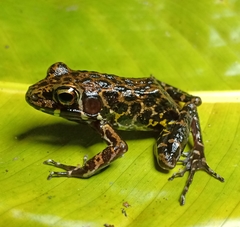 Pulchrana baramica