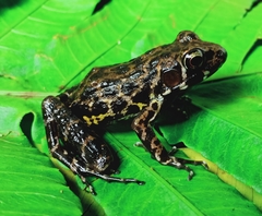 Pulchrana baramica