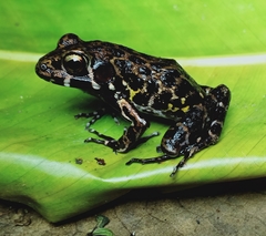 Pulchrana baramica