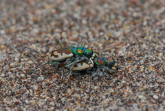 Cicindela theatina