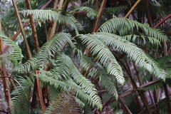 Cibotium glaucum