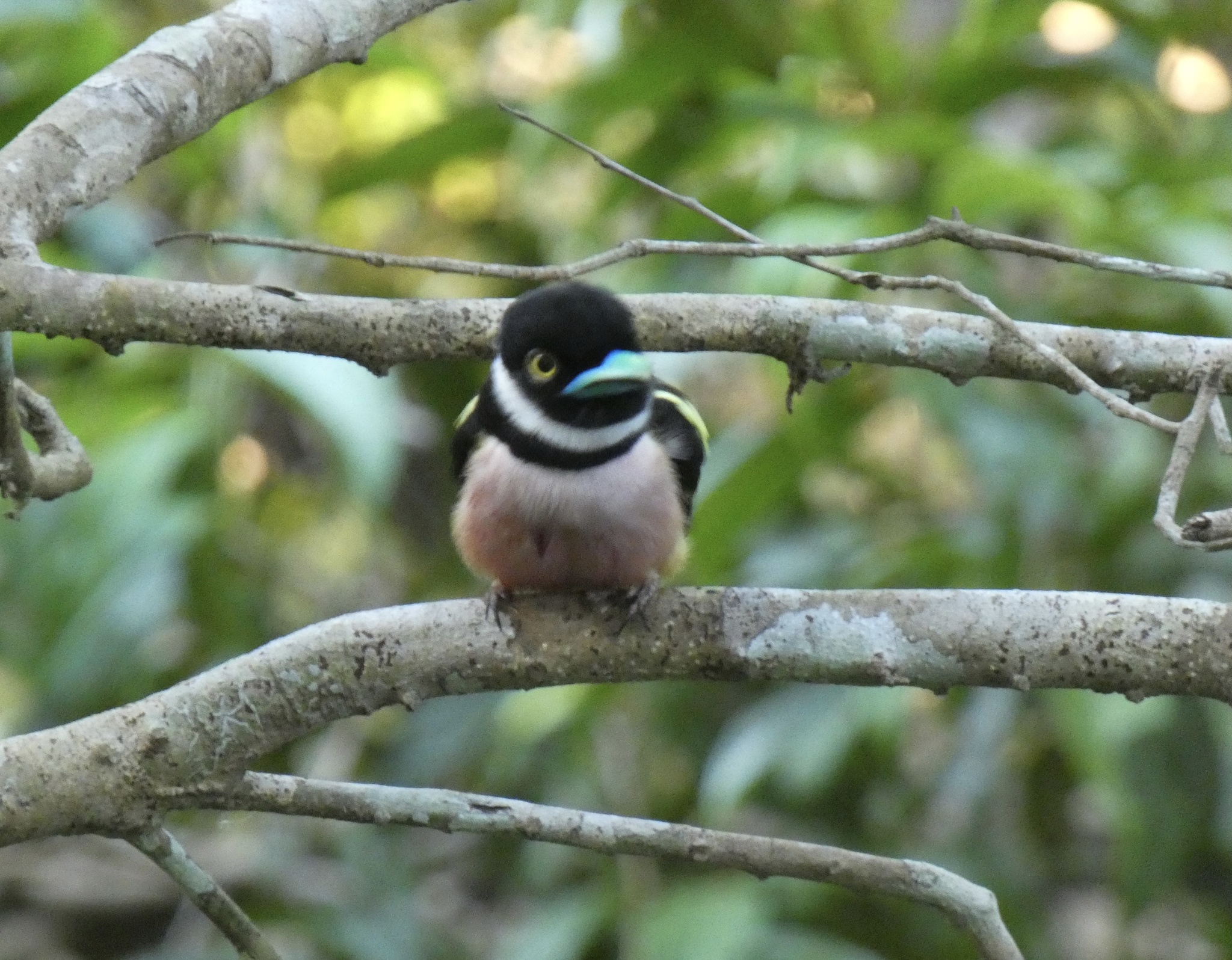 Black-and-yellow Broadbill