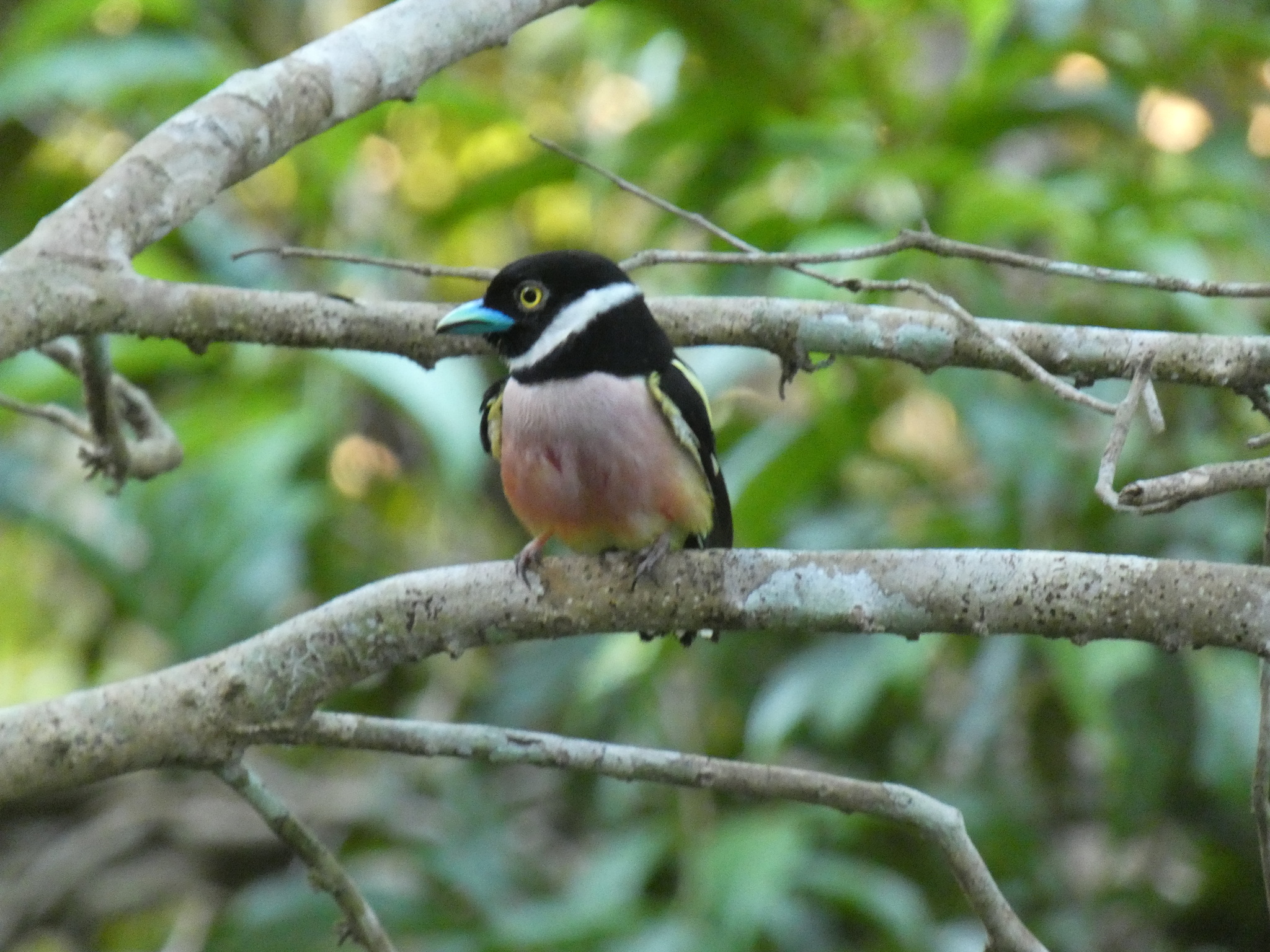 Black-and-yellow Broadbill