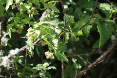 Rubus hawaiensis