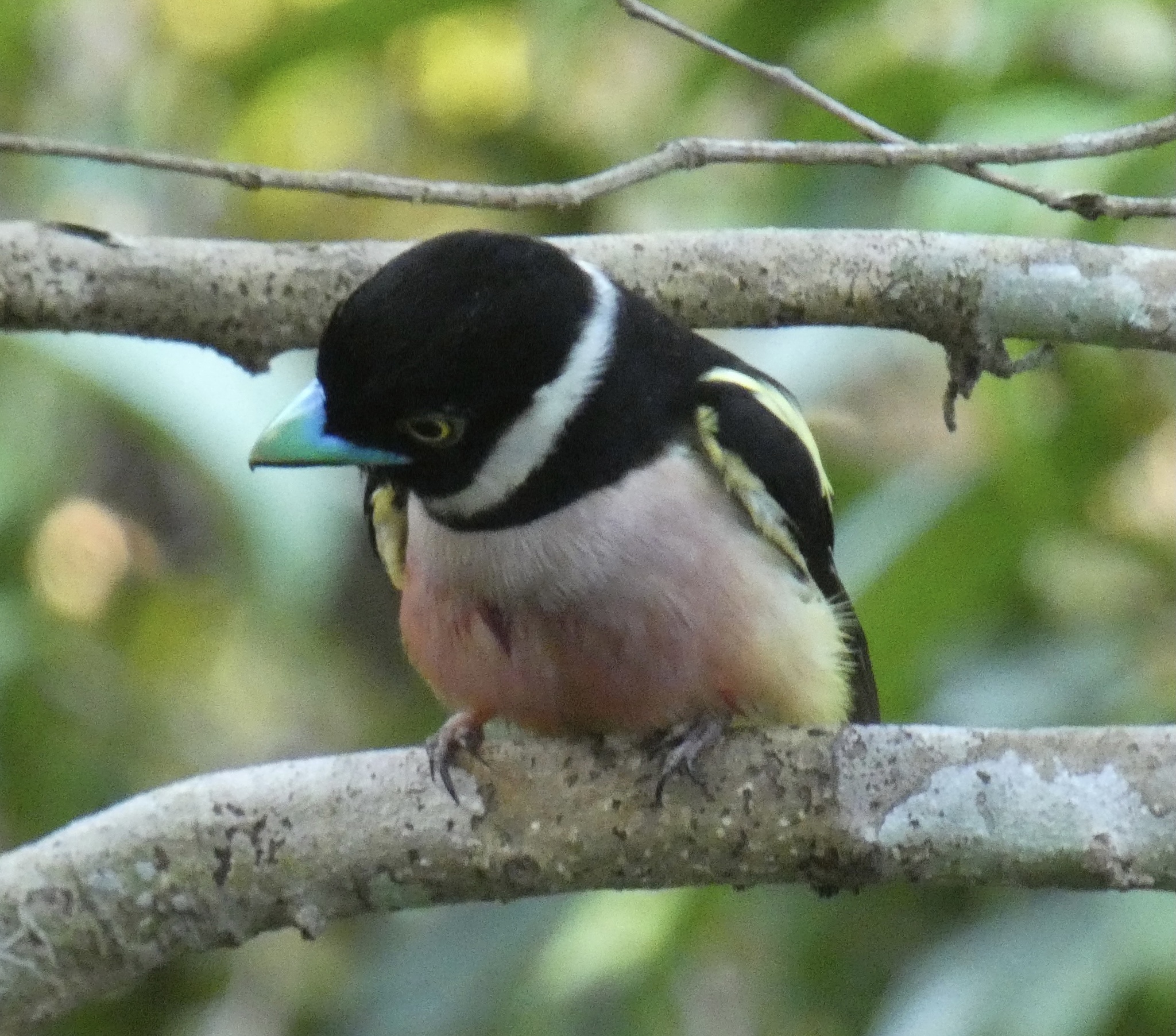 Black-and-yellow Broadbill
