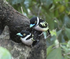 Eurylaimus ochromalus