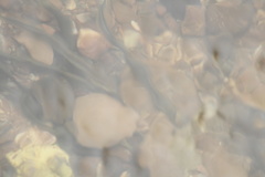 Lampetra planeri