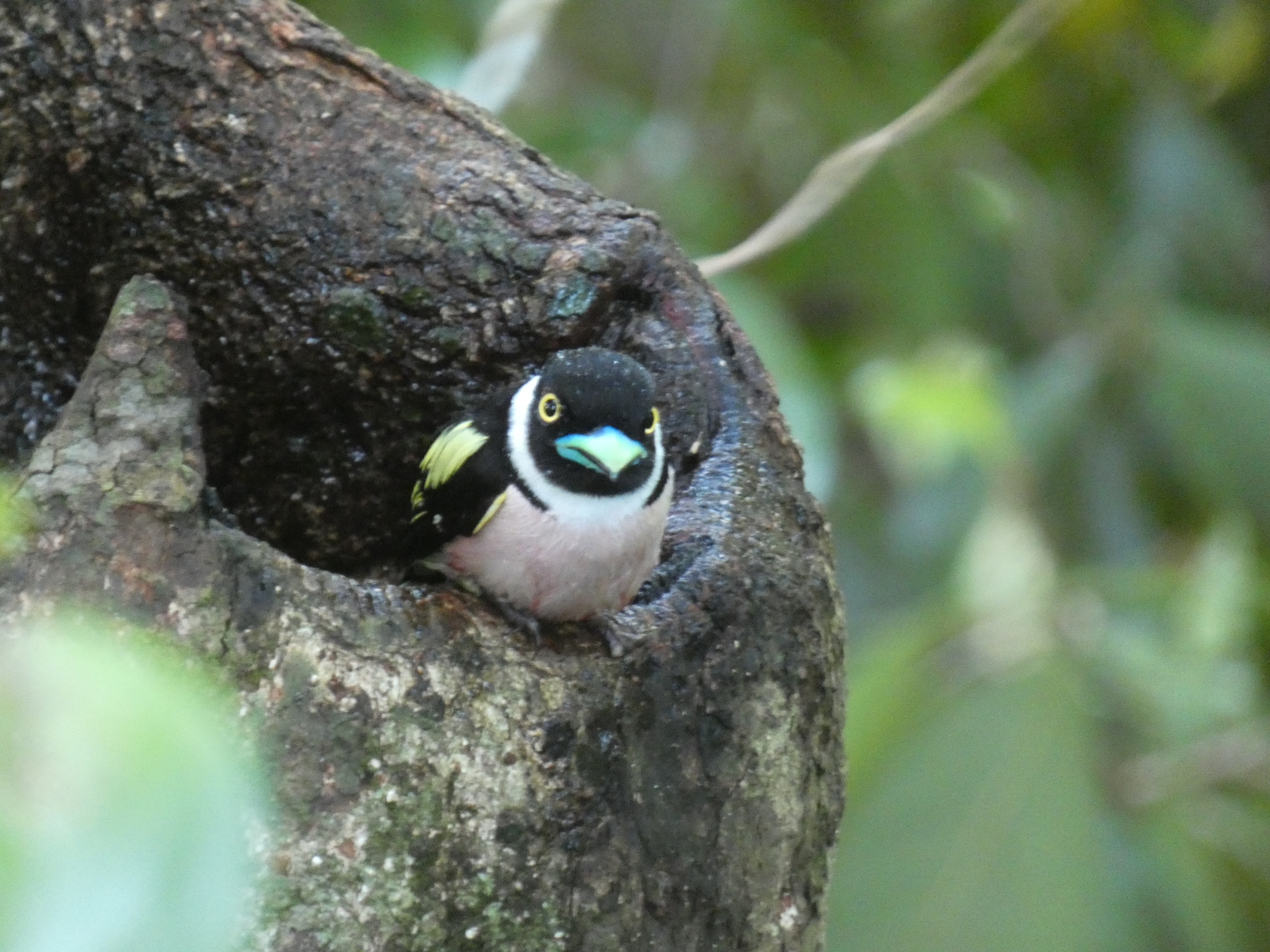 Black-and-yellow Broadbill