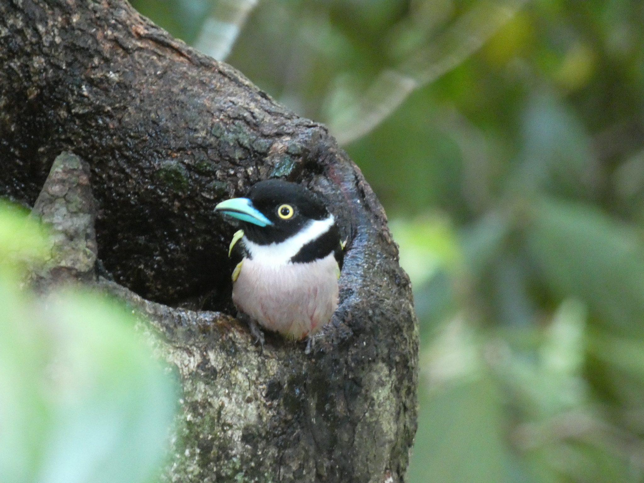 Black-and-yellow Broadbill