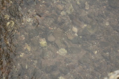Lampetra planeri