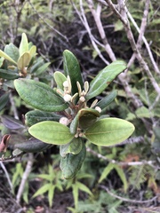 Rhodomyrtus tomentosa