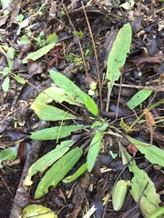 Plantago raoulii