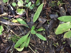 Plantago raoulii