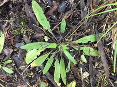 Plantago raoulii