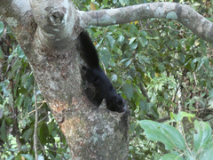 Callosciurus prevostii pluto