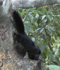 Callosciurus prevostii pluto