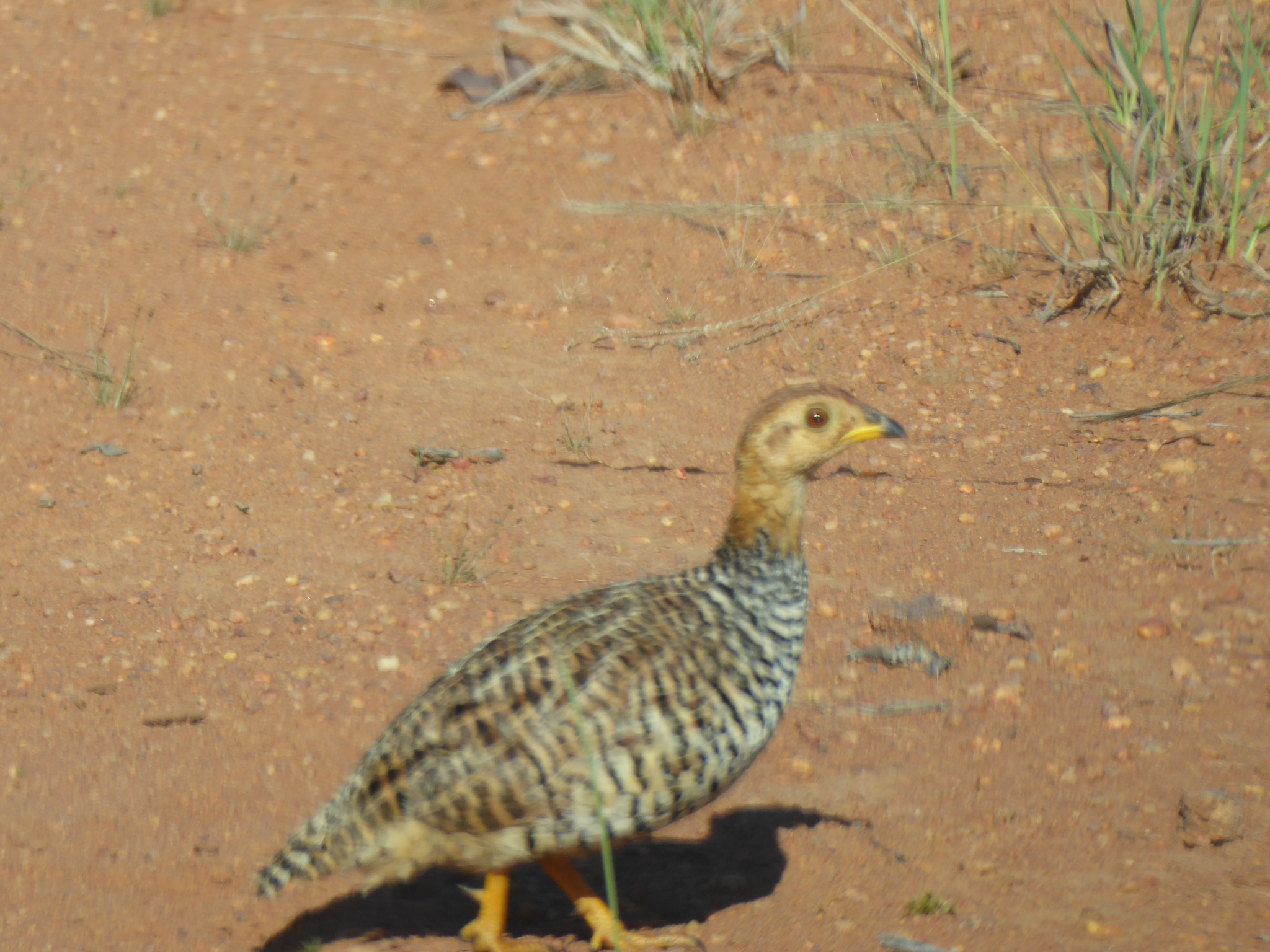 Coqui Francolin (Campocolinus coqui)