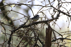 Parus major