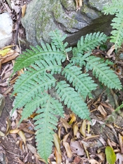 Pteris arisanensis