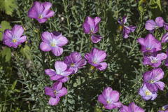 Linum olgae