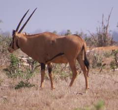 Oryx beisa callotis