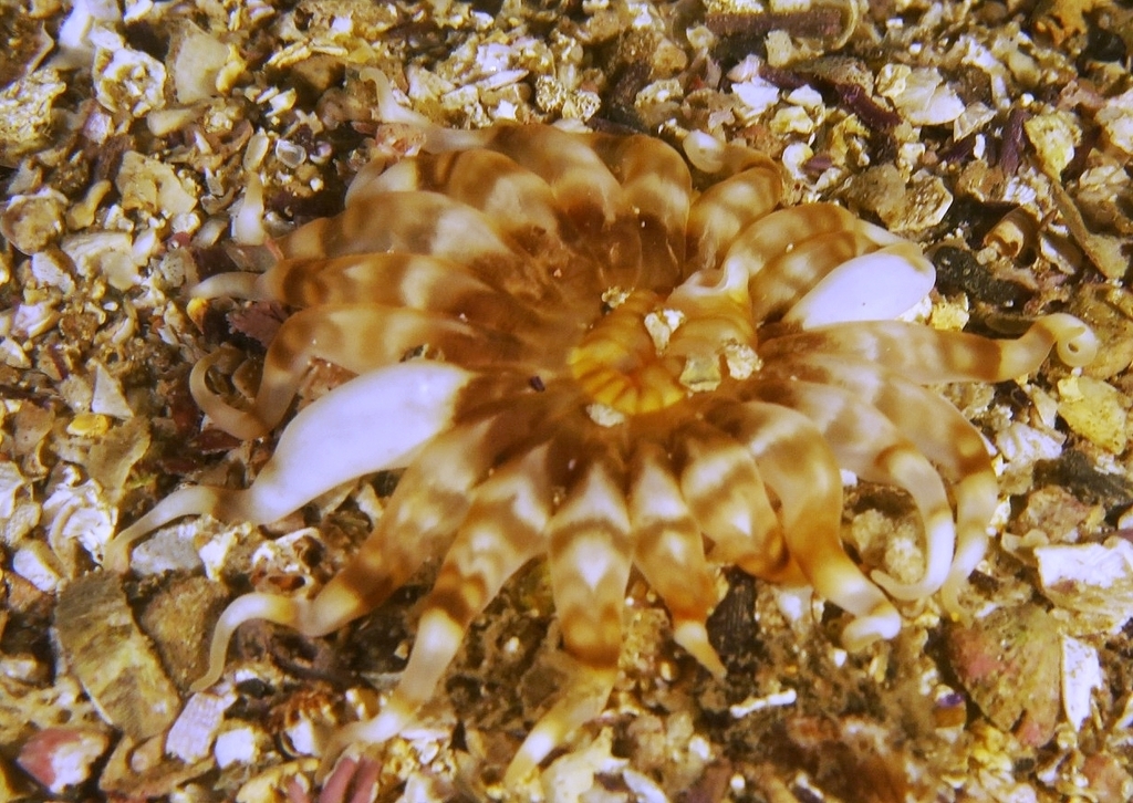 Synpeachia
