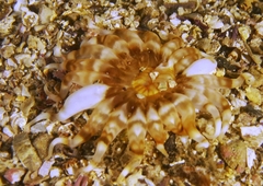 Synpeachia temasek