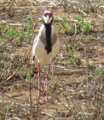 Vanellus tectus