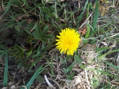 Taraxacum