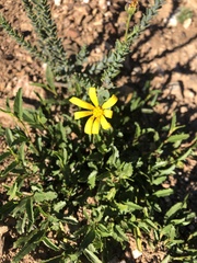 Osteospermum polygaloides
