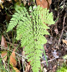 Dryopteris glabra