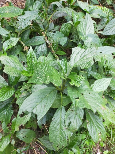 Paraphlomis javanica iNat (2)