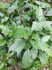 Paraphlomis javanica